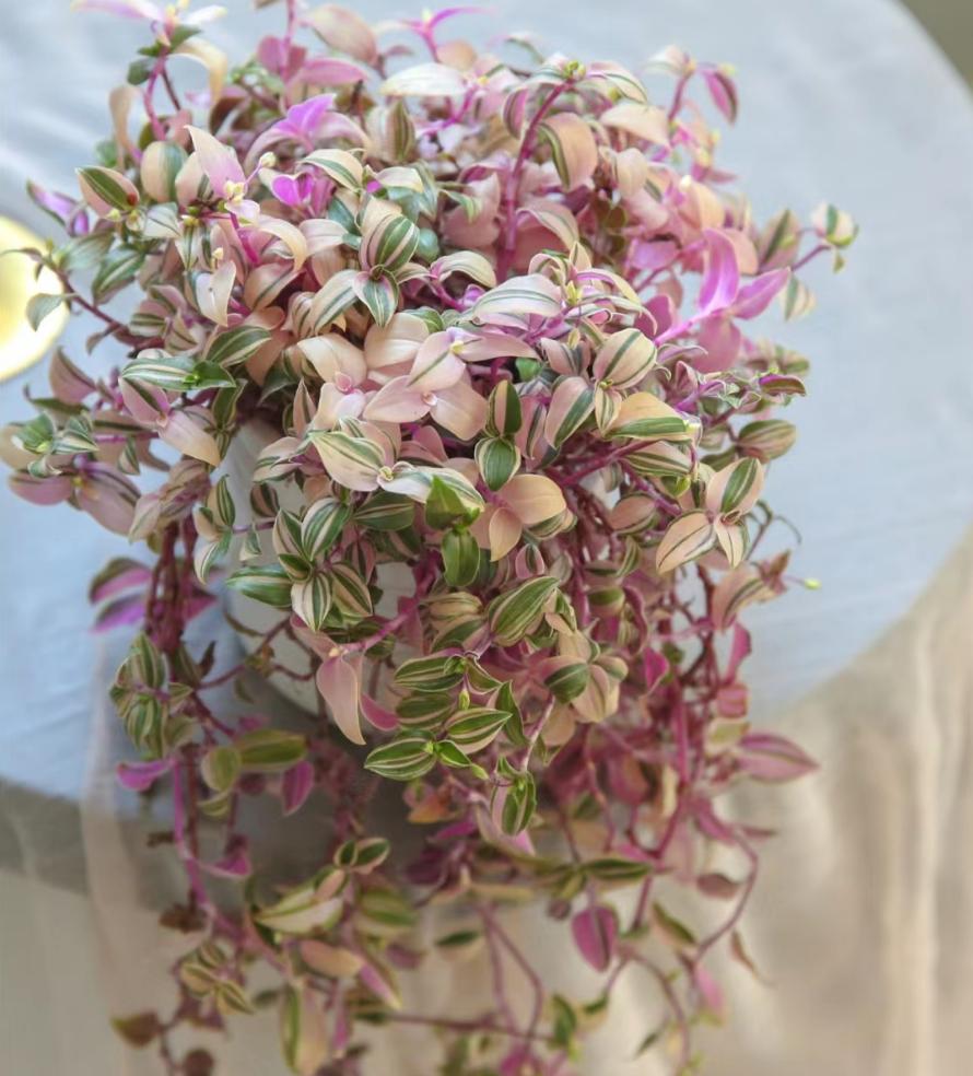 瞬间提升室内高级感的5种绿植,家里最适合养的高级感绿植