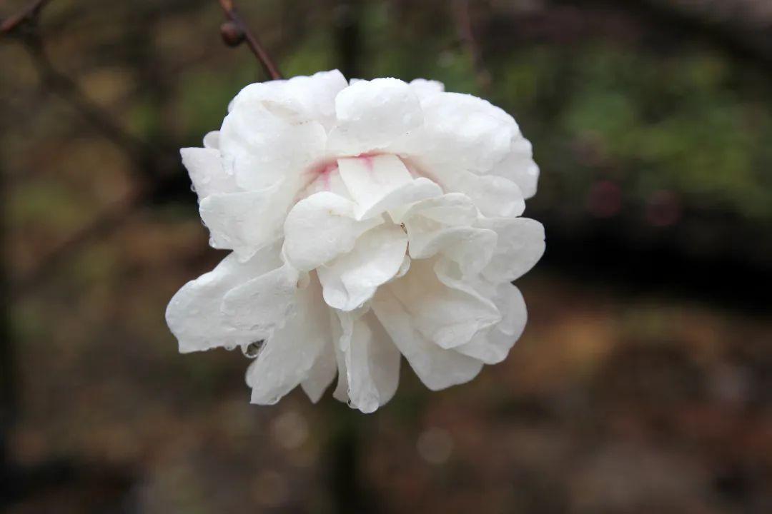 小玉兰是不是也分白玉兰和紫玉兰,白玉兰和黄玉兰的香味一样吗