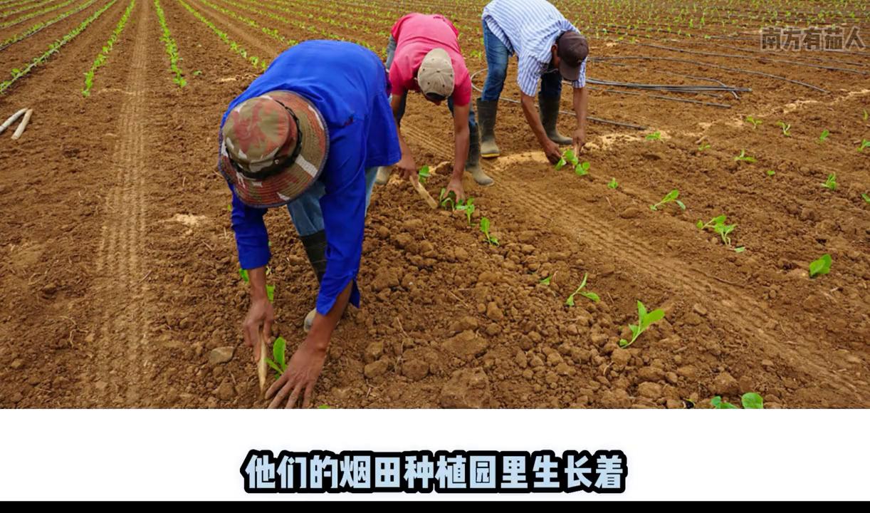 1分钟了解雪茄视频,非古雪茄入门级