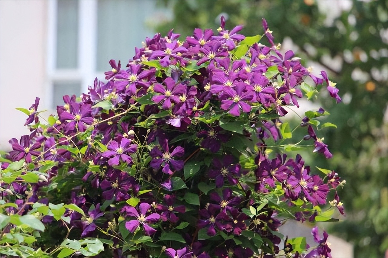 夏季最宜养花草有哪些品种,夏季养花草推荐