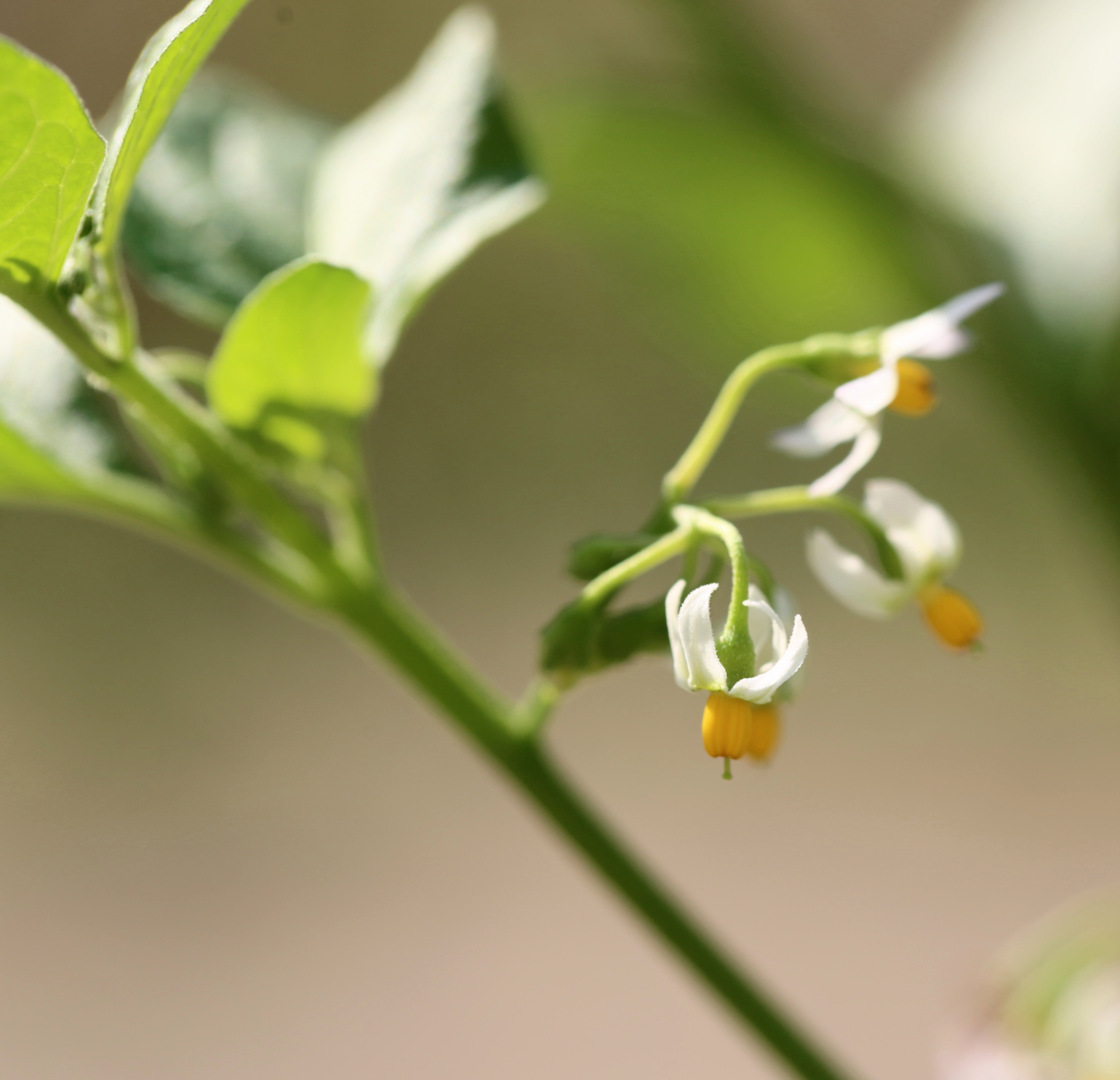 龙葵果小时候的味道,小时候的零食龙葵果