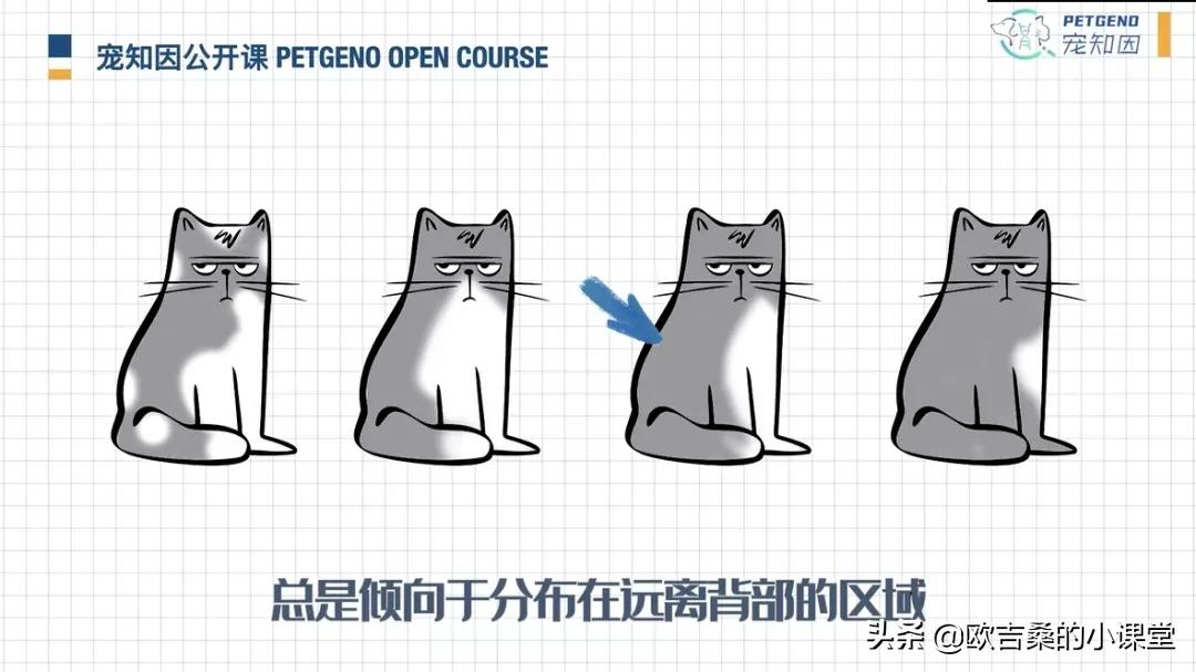 白斑变异基因,白斑基因和全白基因