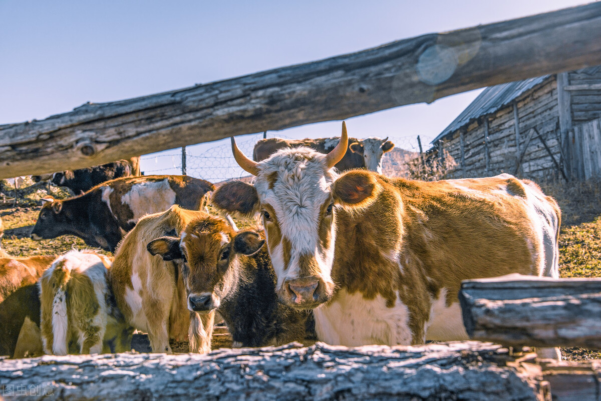 西门塔尔牛今日牛价,牛价西门塔尔