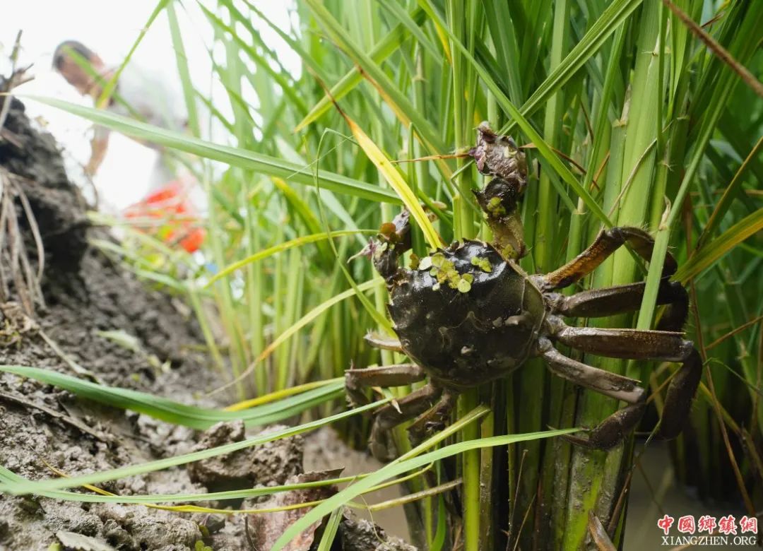 为什么不能吃冷冻螃蟹,没死时候冷冻的螃蟹能吃吗