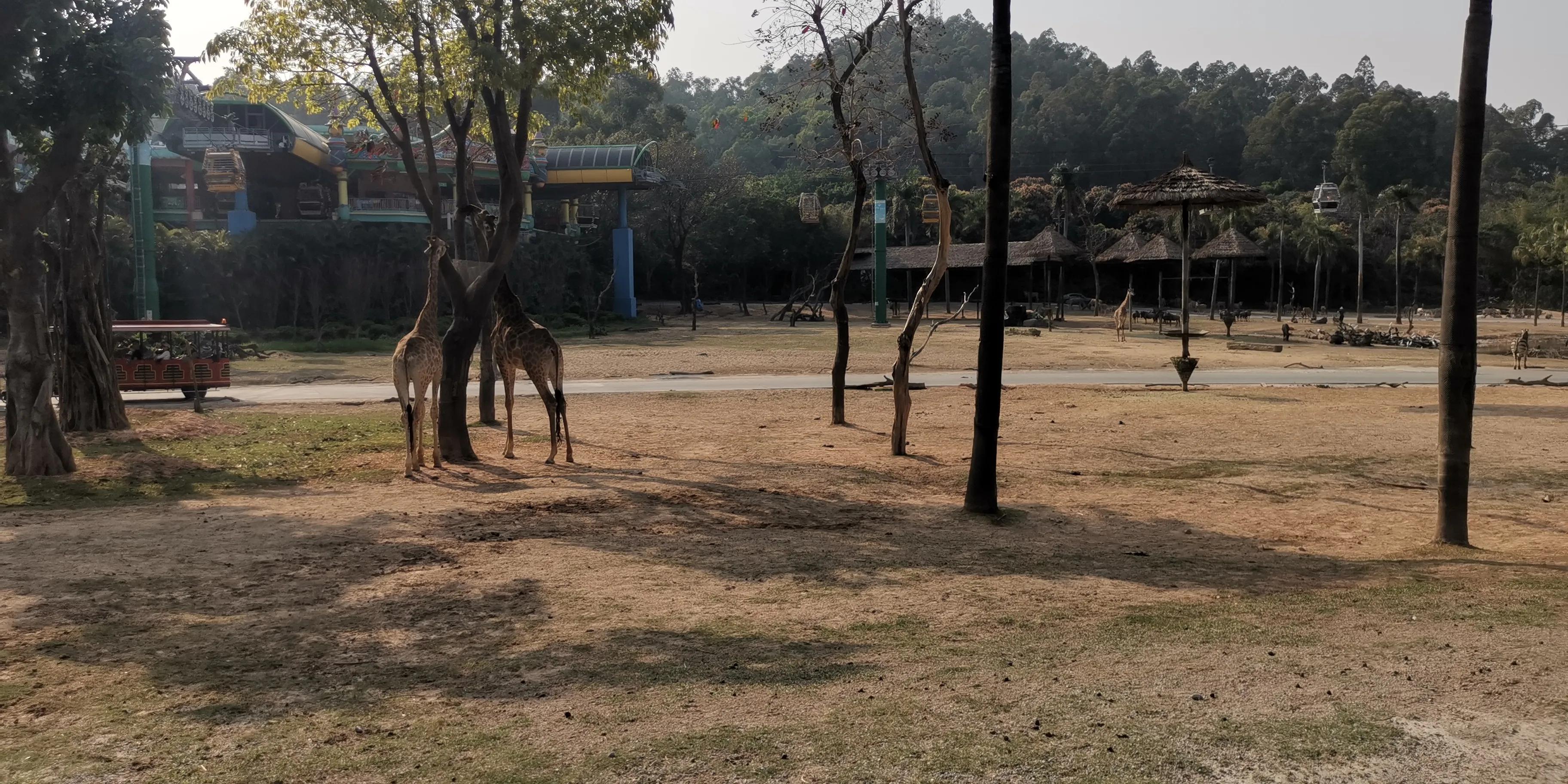 长隆套票二天一晚攻略,广州长隆最全游玩攻略