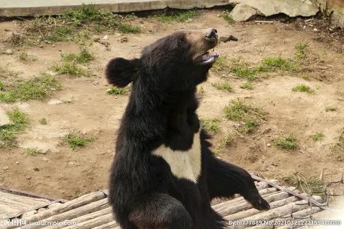野外遇到猛兽怎么自救,遇野兽袭击怎么救援