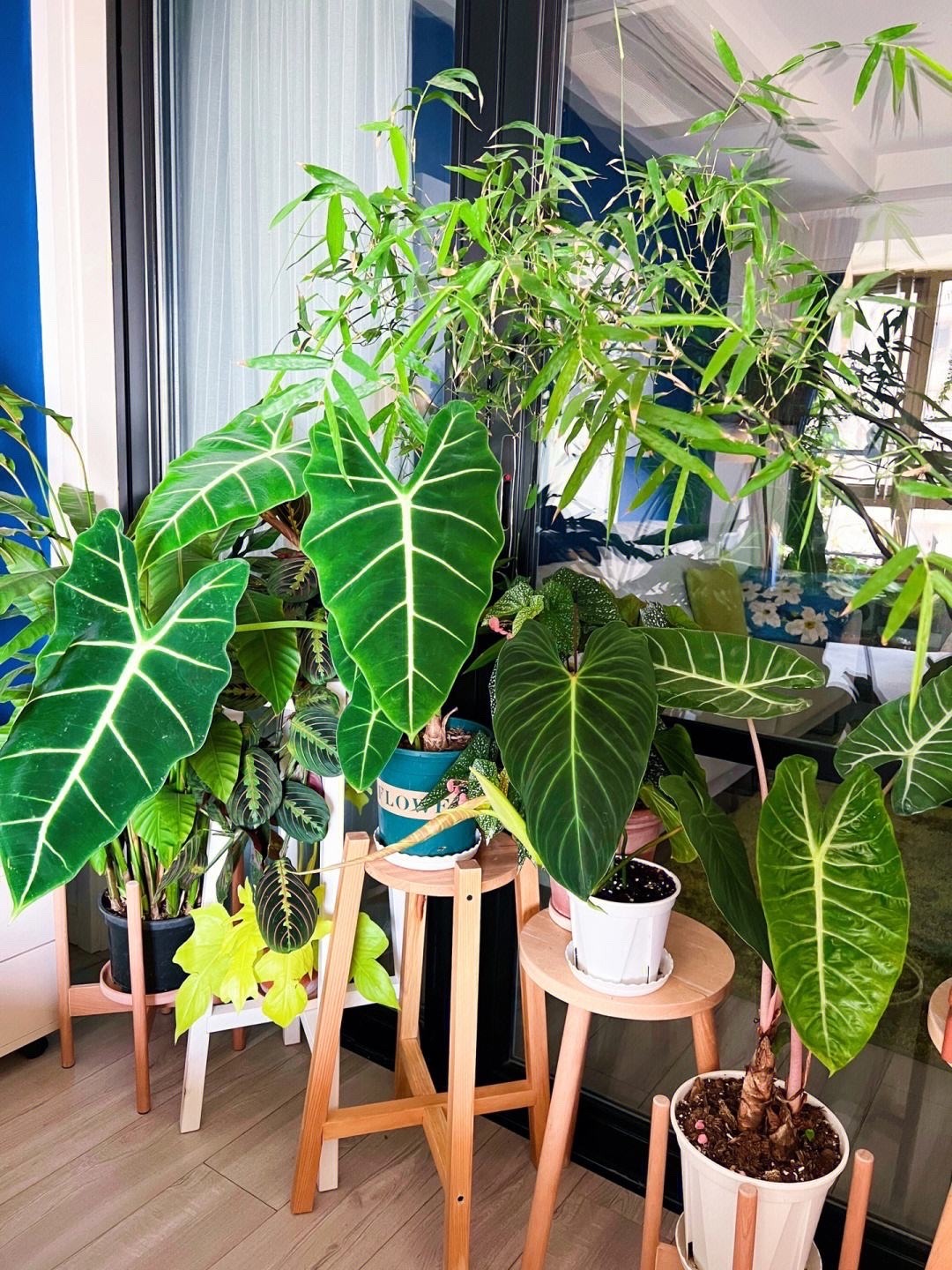 盆栽叶子发黄怎么解决,小盆栽叶子发黄处理方法