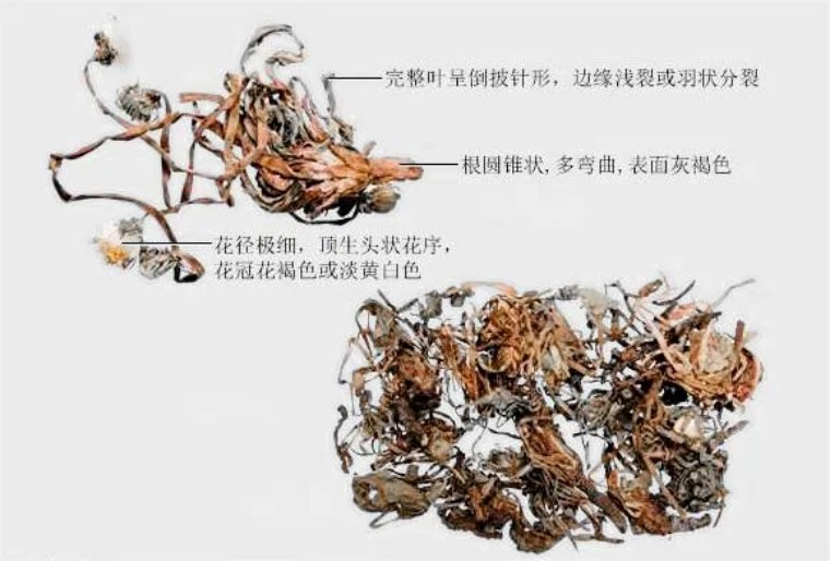 神农本草经关于蒲公英的功效,中医认为蒲公英具有清热解毒