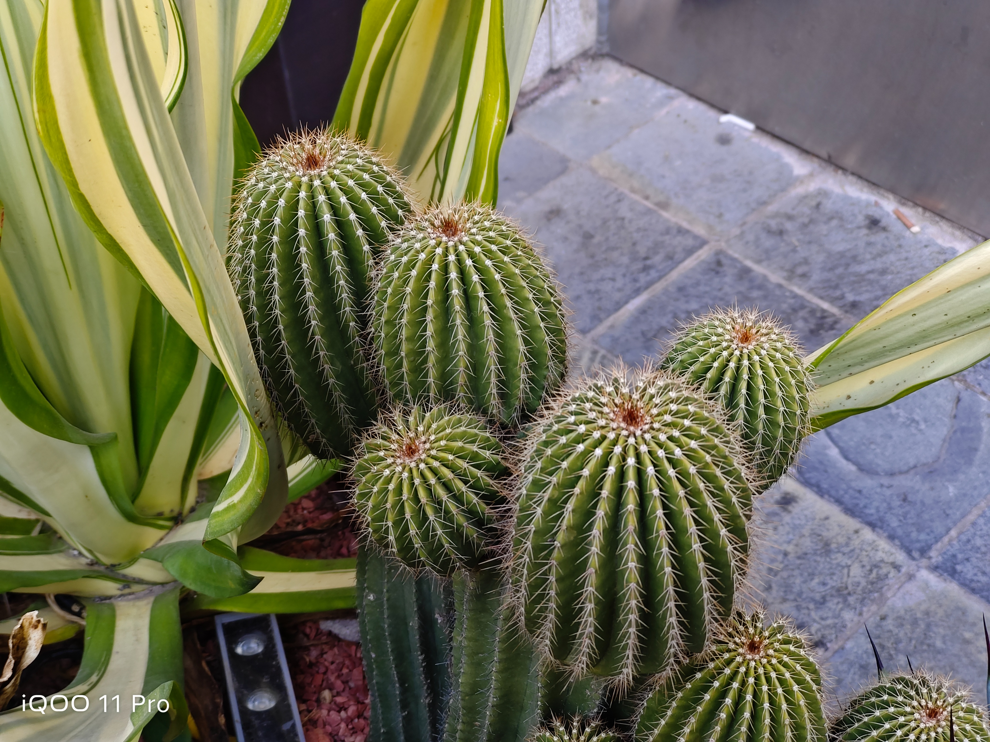 iqoo11pro评测,iqoo11pro深度测评是哪家的