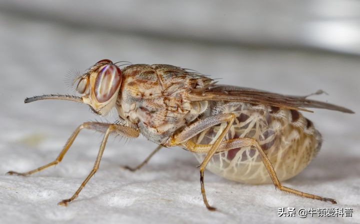 世界上最厉害的犬科动物前十名,世界上最厉害的十种犬科动物