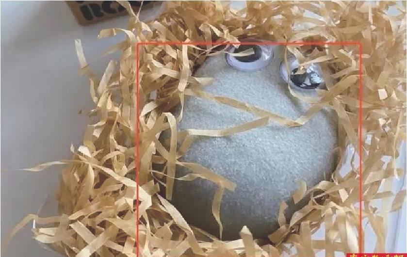 养芒果和当宠物,为什么养芒果核当宠物