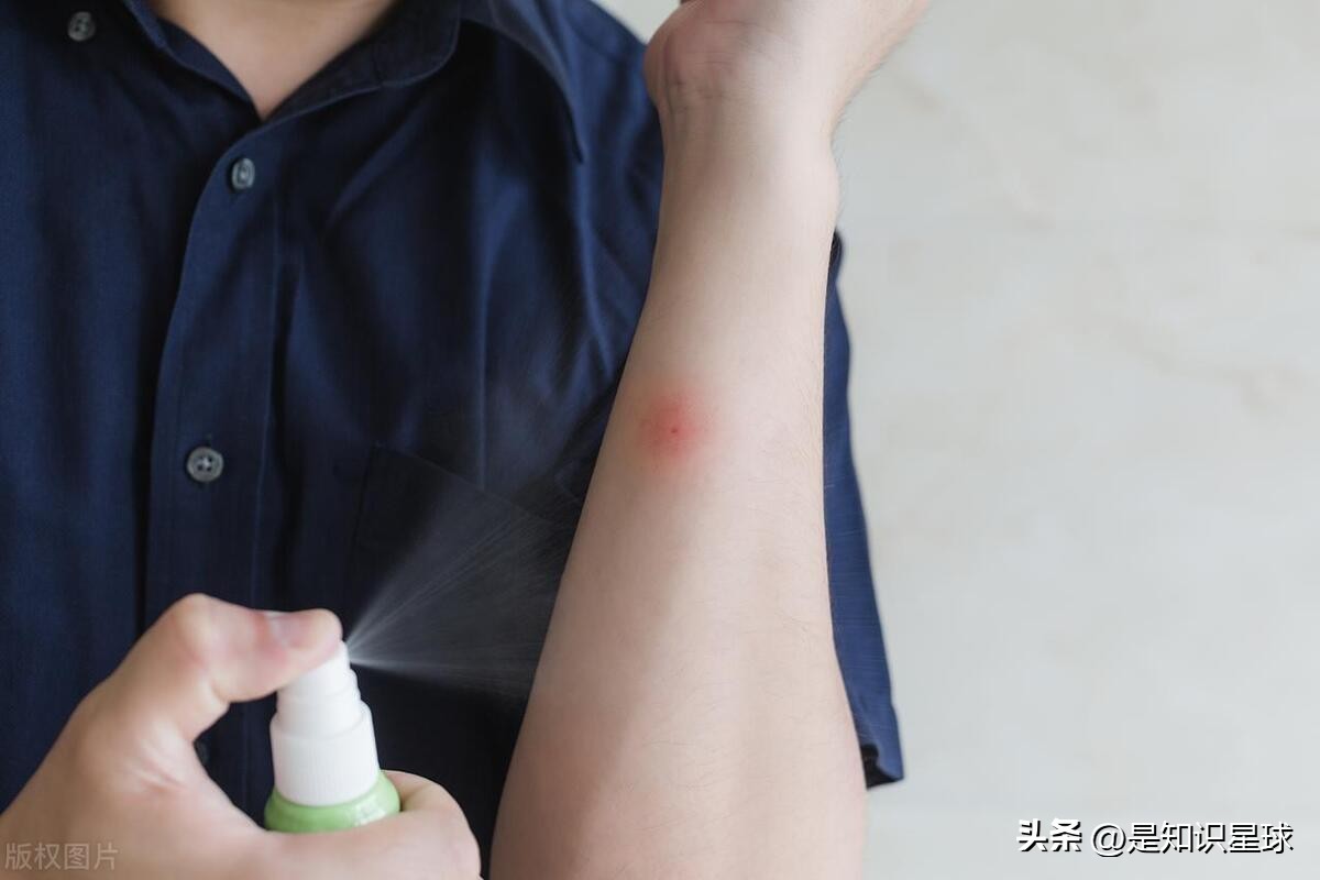 熊猫指头的特点,熊猫手指有几个指头