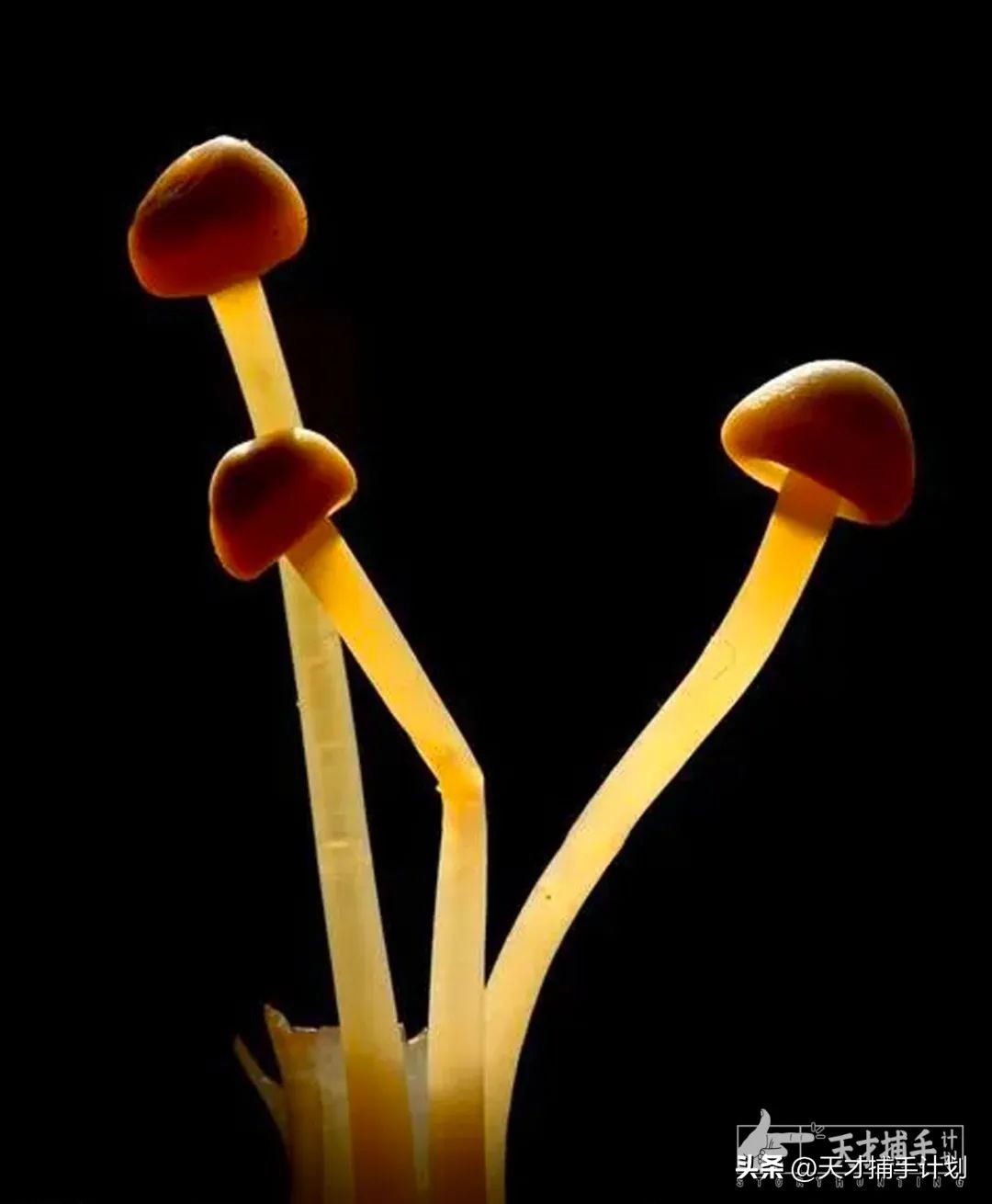 第一届全国包皮手术大赛,全国包皮手术大赛