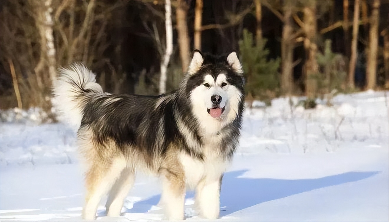 能当宠物的狼犬狗狗有哪些,可以当宠物养的狼犬品种