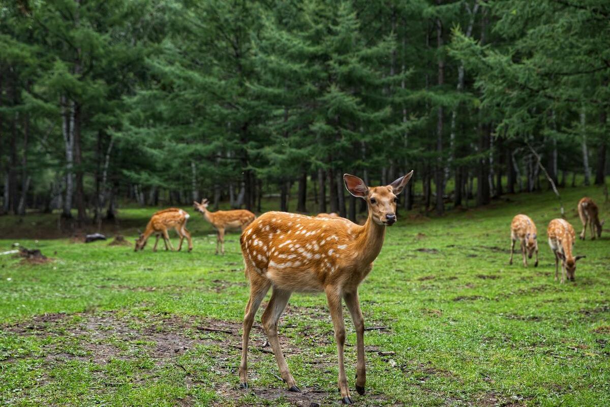 阿尔山旅游必去的地方,阿尔山最值得去的地方