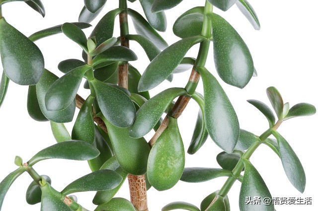 这3种花镇宅养人还招财,人养花养人是什么意思