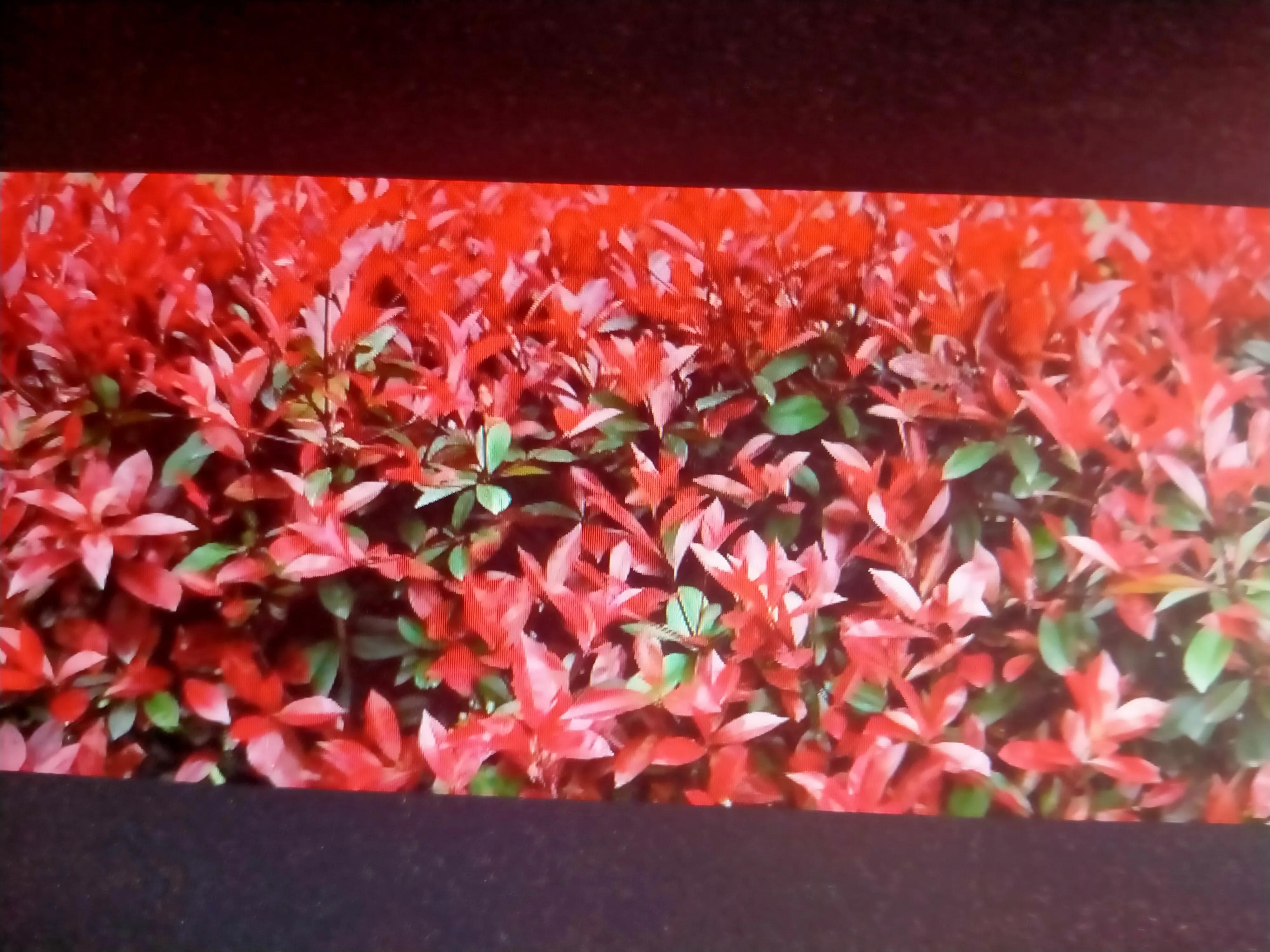 红叶石楠树1.5米,红叶石楠耐寒吗