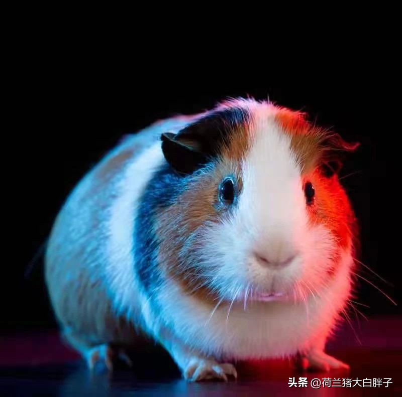 荷兰猪耳朵掉毛是怎么回事,荷兰猪掉毛太多怎么处理