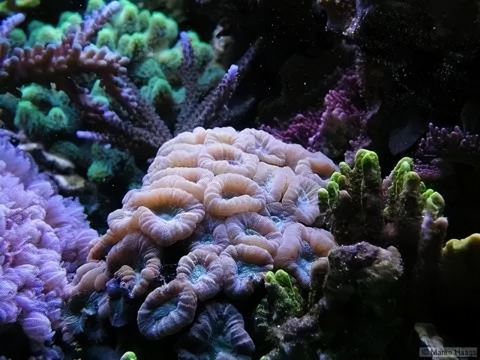 海水珊瑚缸鹦鹉螺,海水缸珊瑚视频大全