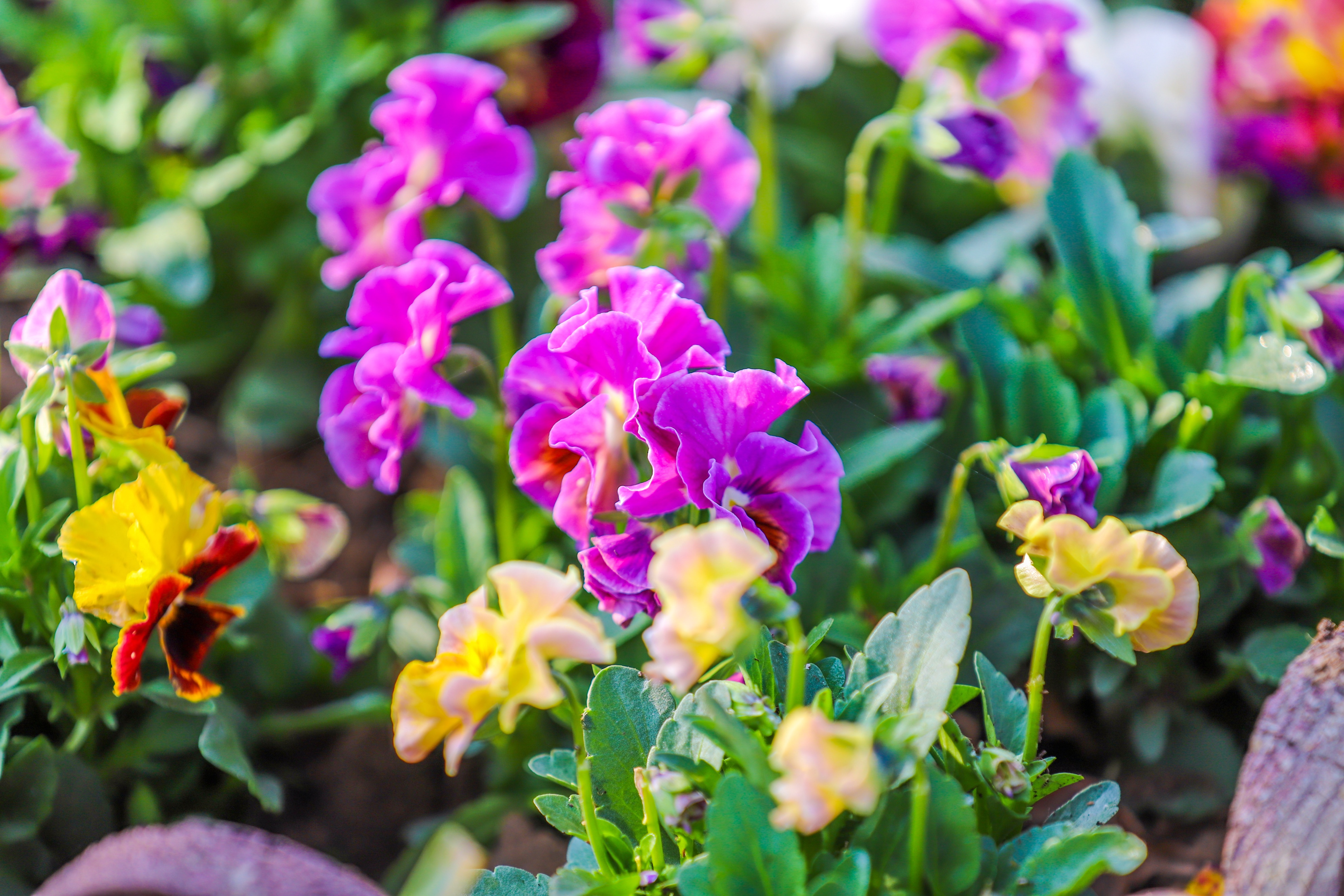同心花海樱花航拍,踏青赏花邂逅一场浪漫樱花盛宴