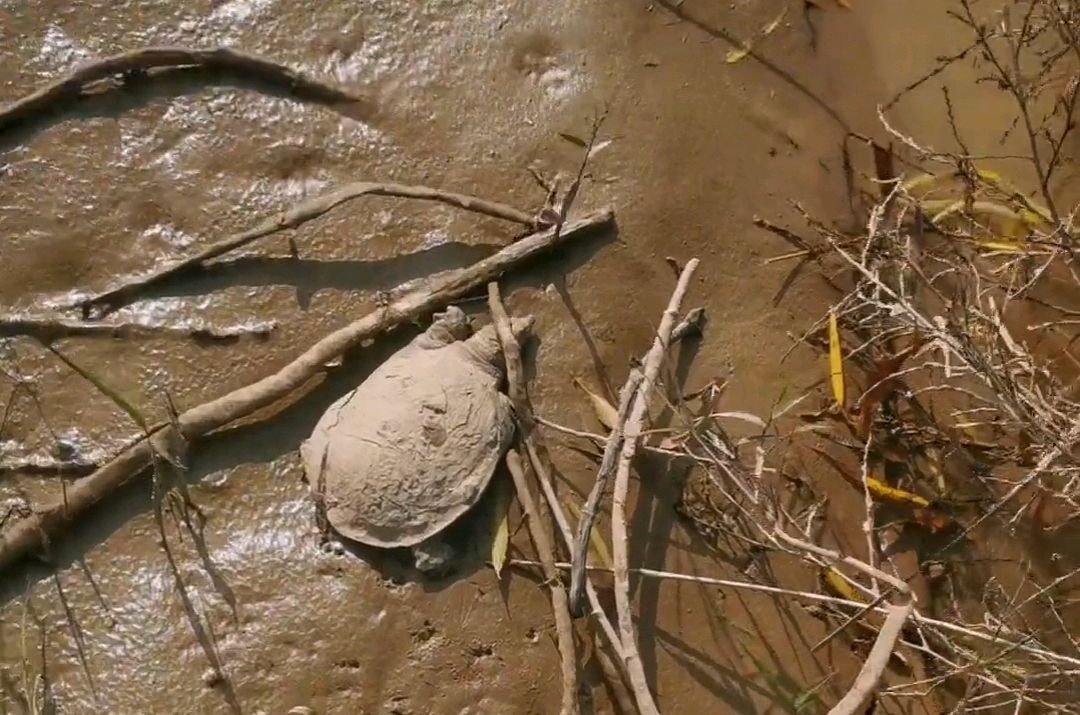 郑州黄河边捉老鳖,山东河南交界处黄河老鳖