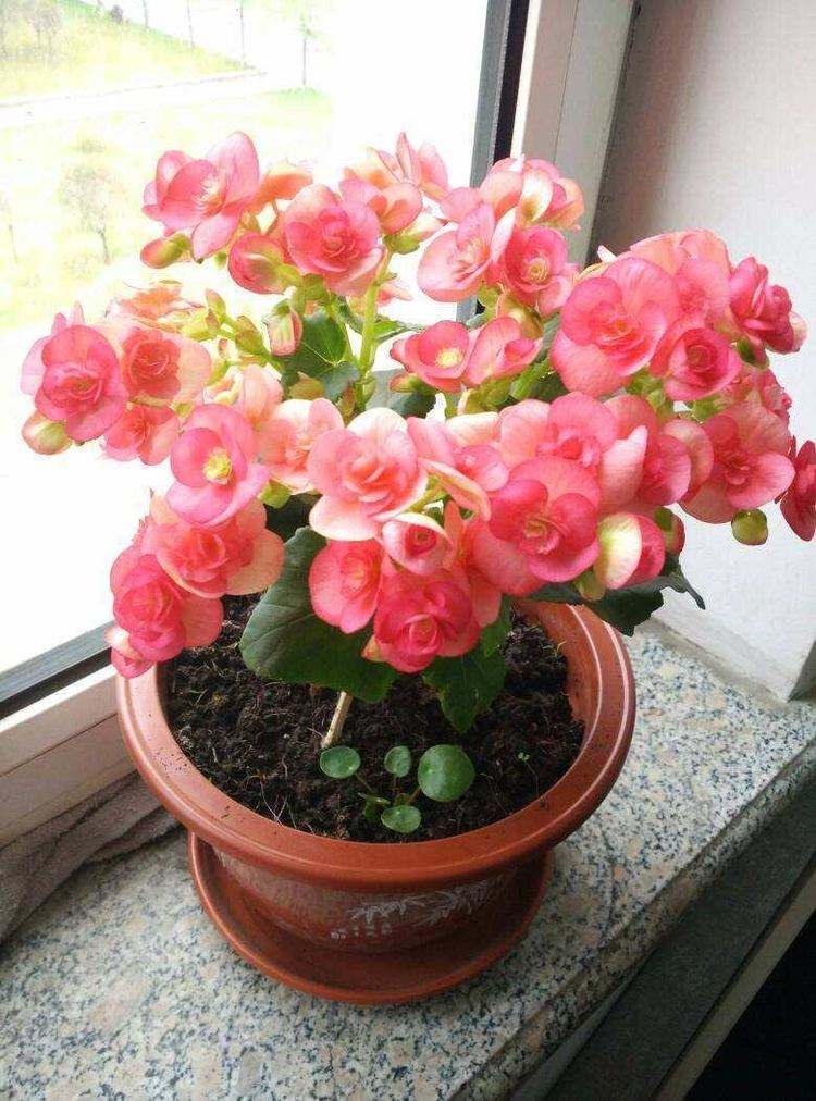 5种花清新淡雅好漂亮,5种花卉夏天不怕晒越晒开花越多