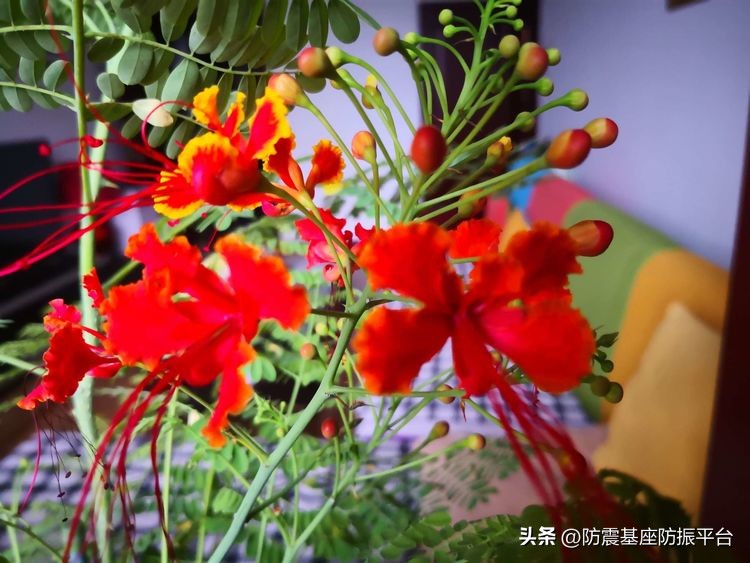 从发芽到开花的乐趣,从种子到果实成熟的感悟