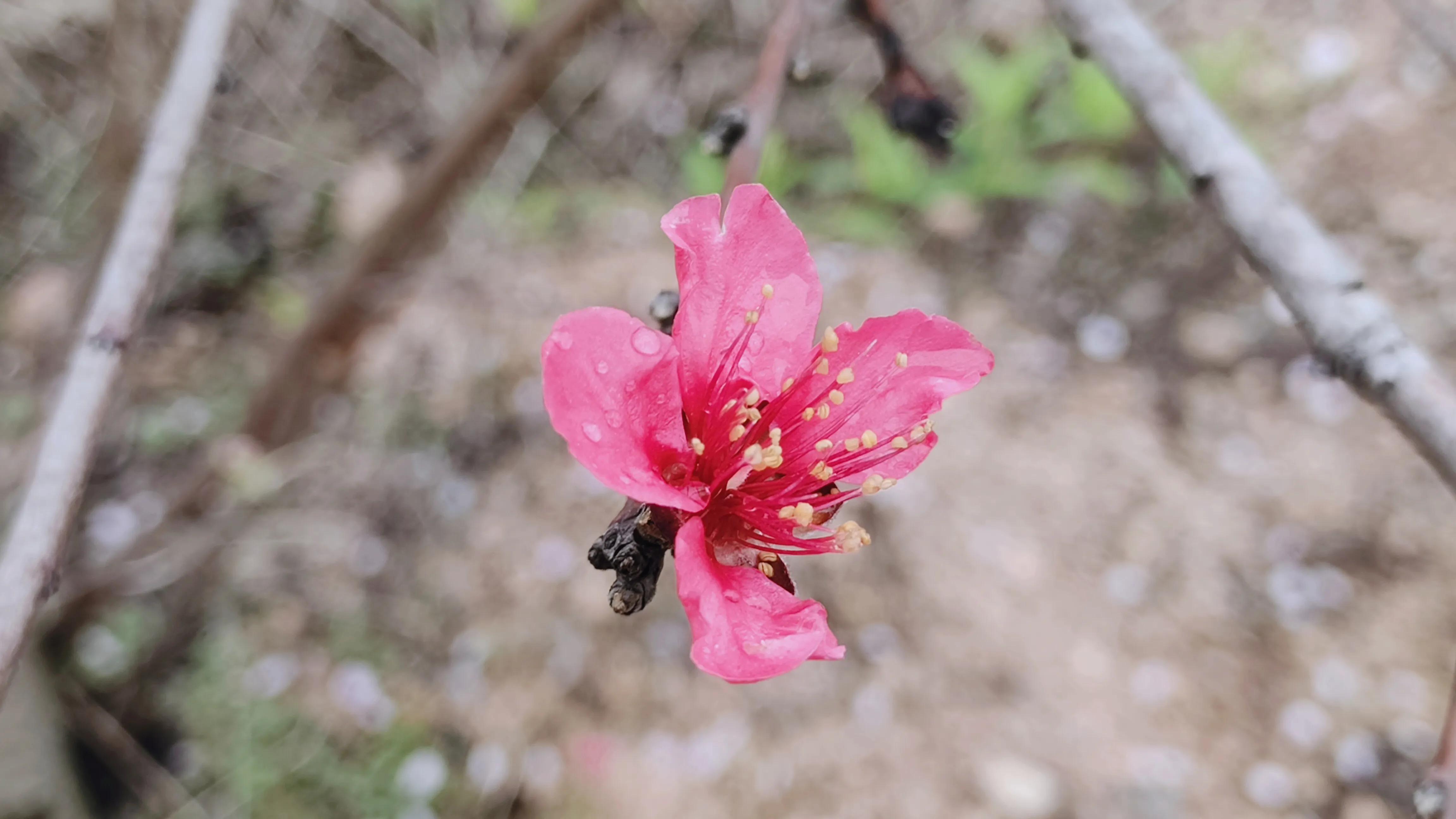 桃花古诗词歌曲,桃花古诗词最出名