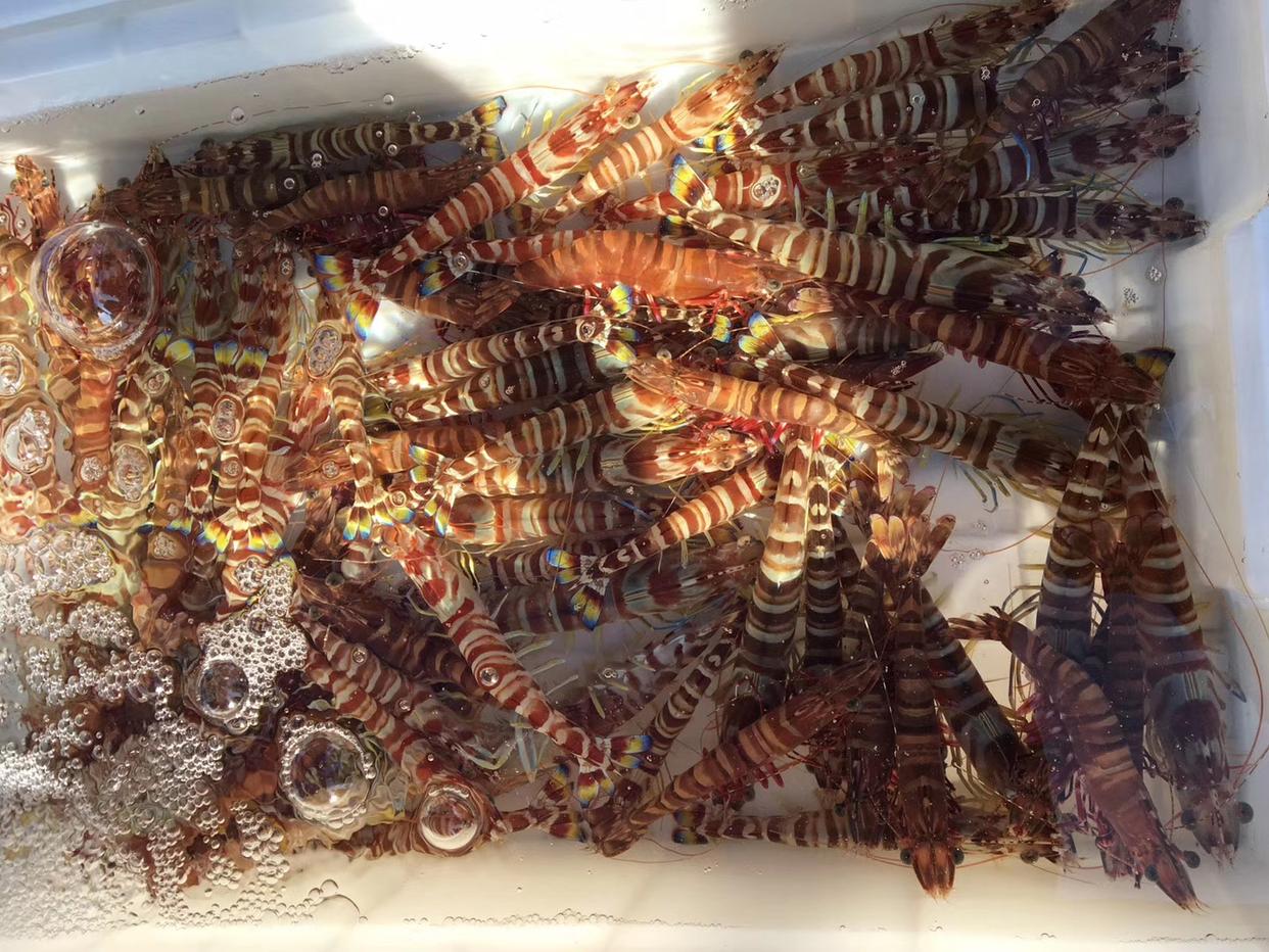 三亚海鲜避坑,三亚旅游海鲜避坑