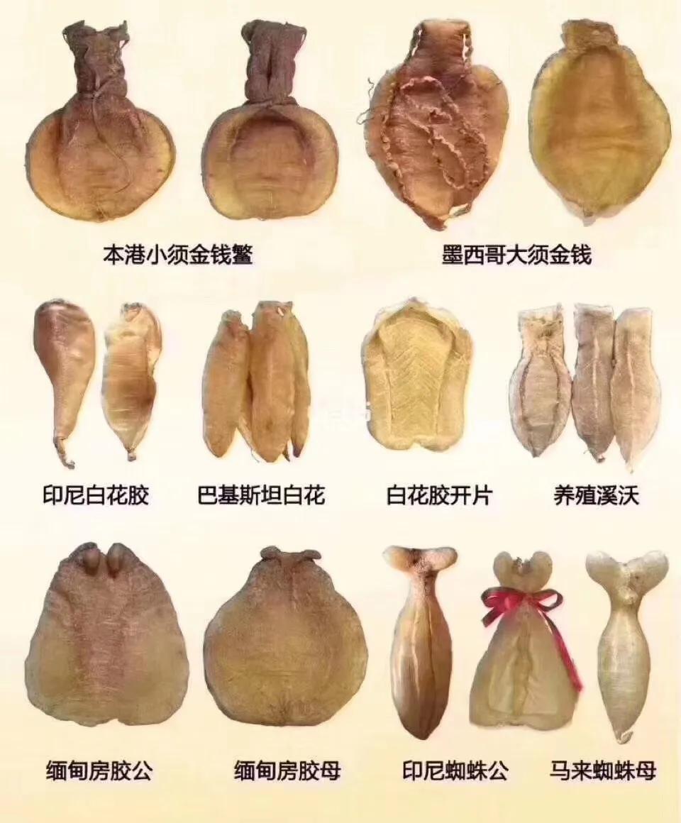 花胶是什么鱼鳔,花胶是什么味儿