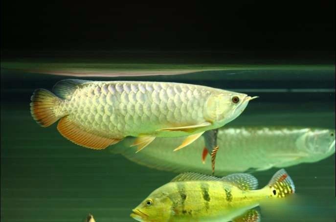 超极品蓝底过背被养成3流街货，最终死亡……