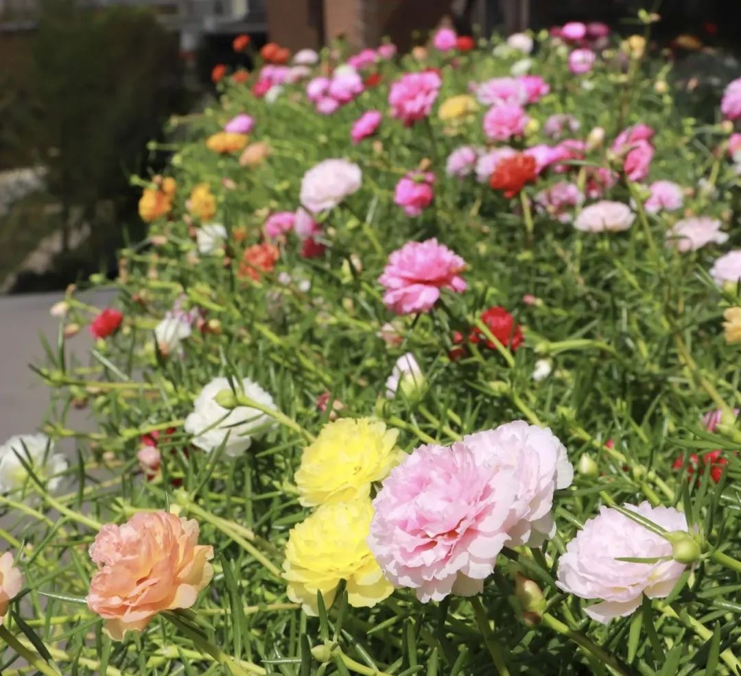 3种开花机器,四季开花机器哪种最好养