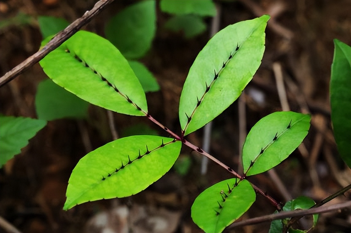 两面针的根能治牙疼吗,两面针治牙疼