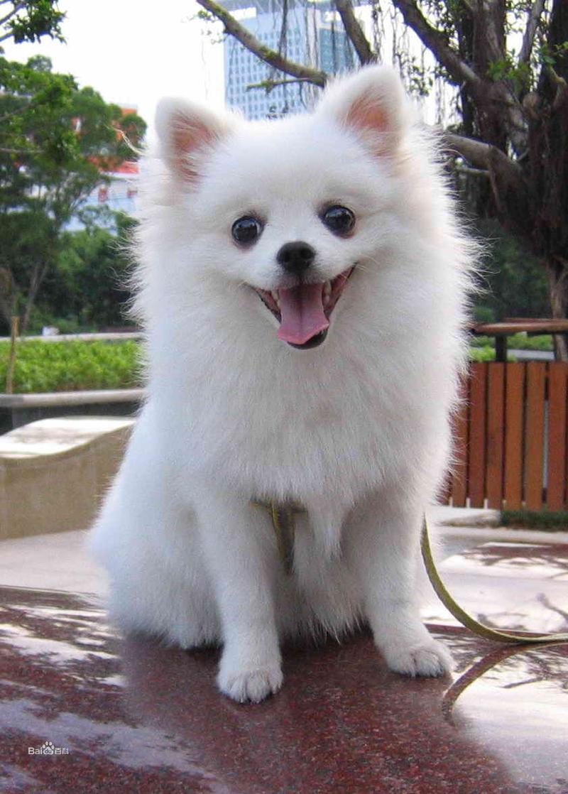 新手养狗适合养比熊吗,新手养狗注意事项及养殖方法