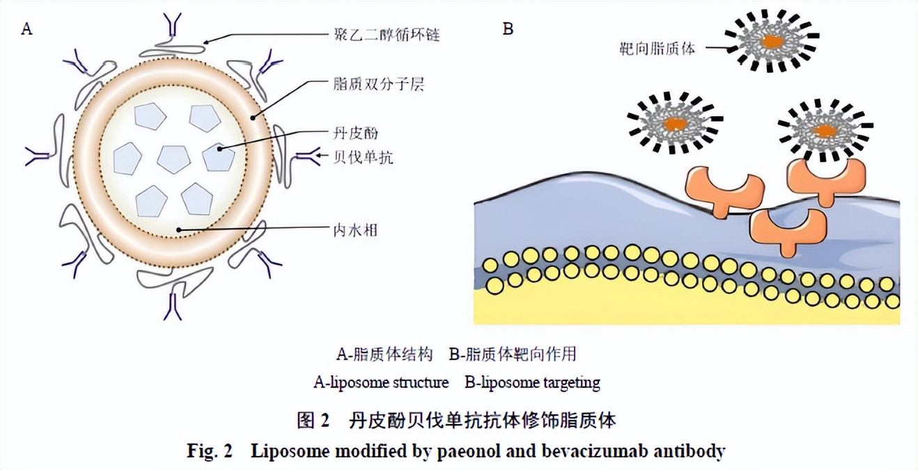研究出阻止纤维化的药物,瘢痕疙瘩研究进展