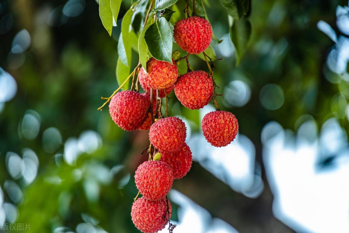 从化东成荷花园,从化摘荔枝之旅