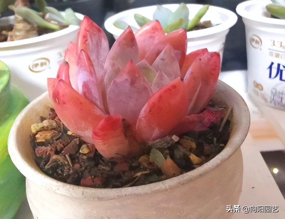 ​现在这个时代，卖多肉全靠口碑，卖1次假货，不会有人再买