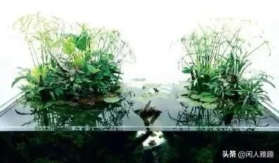 1.8米长水陆缸与草缸结合,组合式草缸