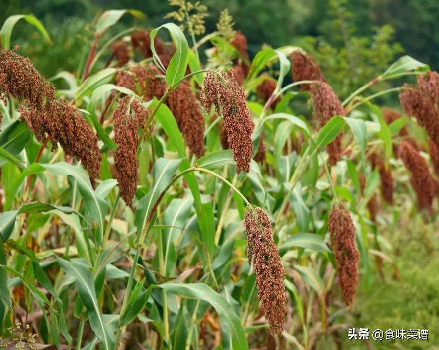 日本机场免税店茅台价格照遭曝光,日上免税店茅台价格2020