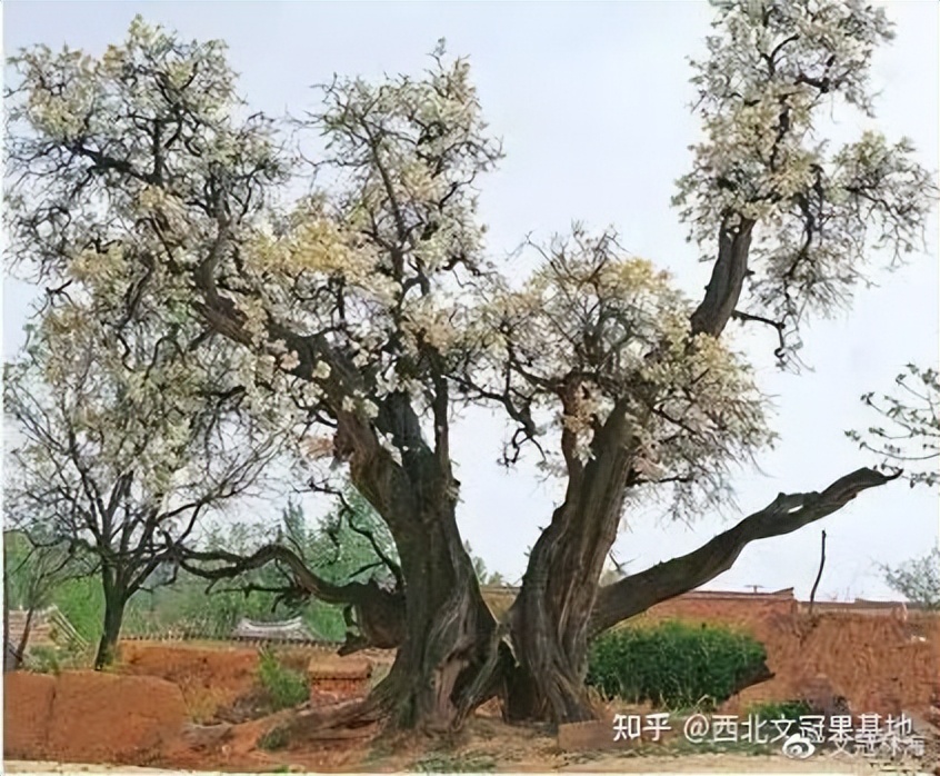 庭院里能种文冠果树吗,文冠果树苗木基地