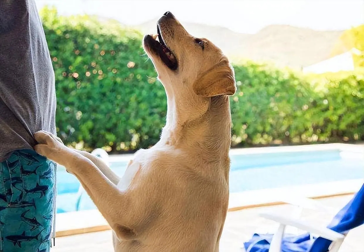 金毛拉布拉多柯基哪个适合新手养,老人适合养金毛还是拉布拉多