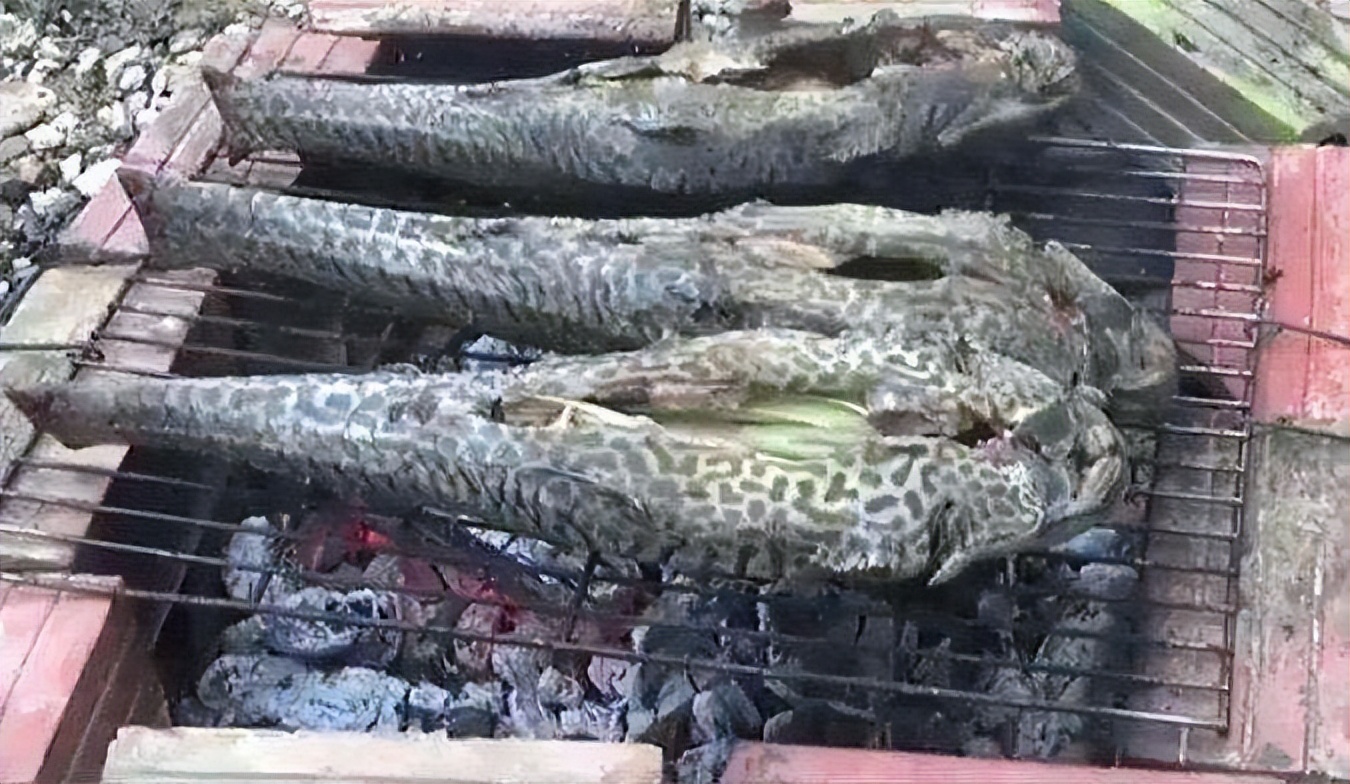 恒河鳖为啥无人敢吃,中国的恒河鳖