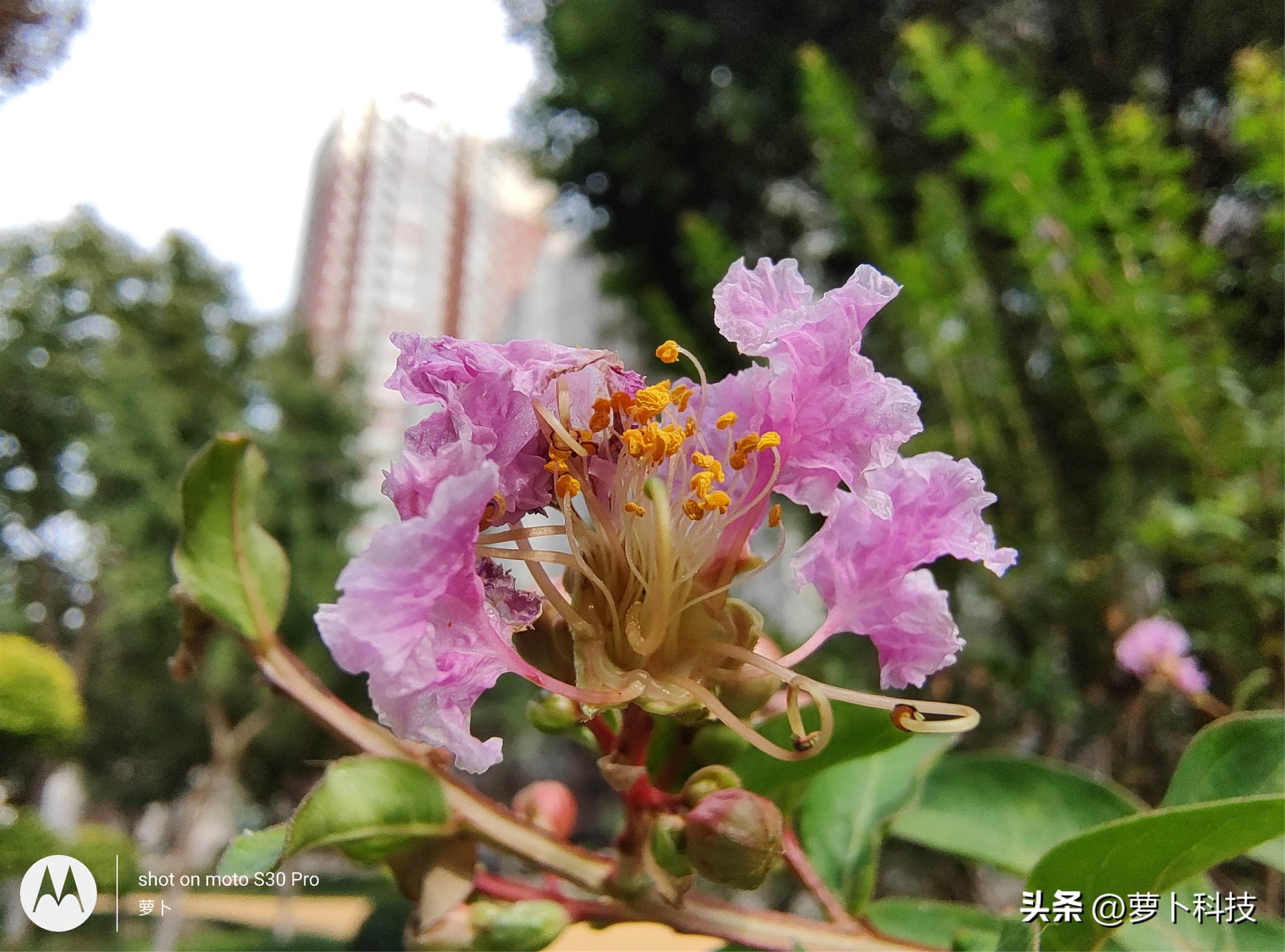 motos30pro灏忕櫧璇勬祴,motos30pro鍏ㄩ潰娴嬭瘎