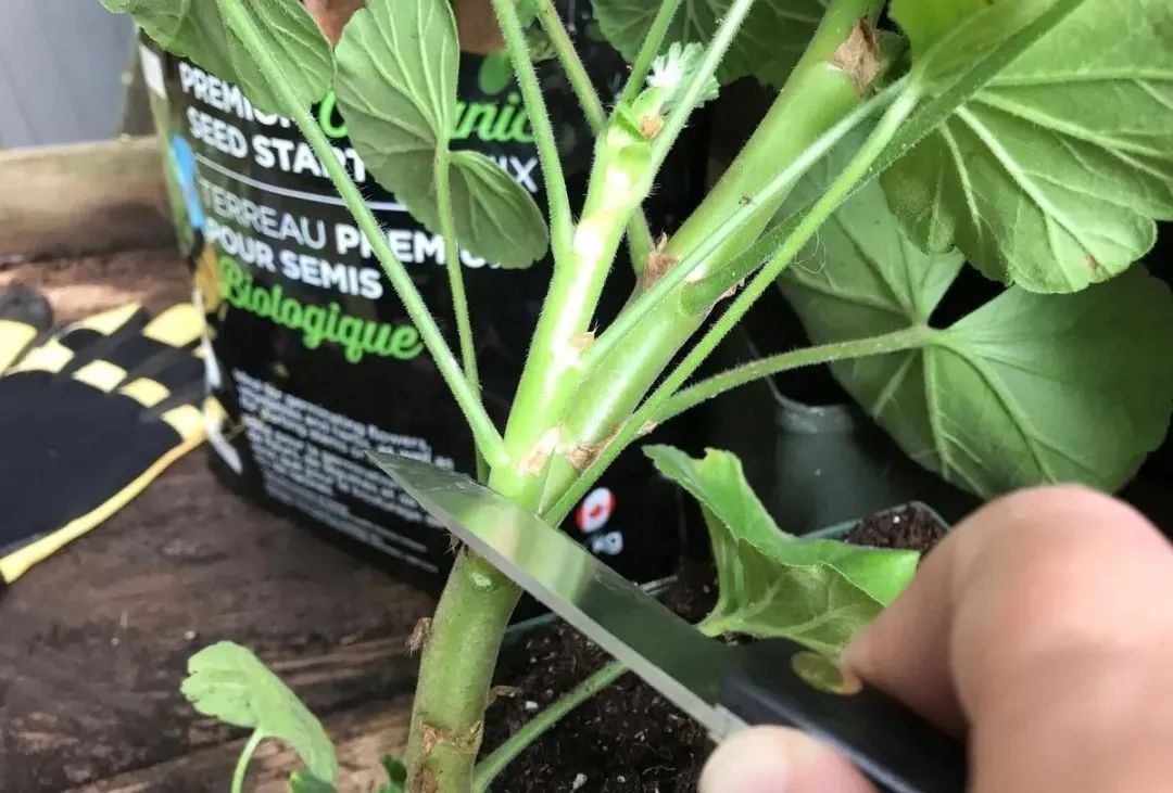 入门天竺葵的扦插方法图解,天竺葵扦插跟绣球扦插方法一样吗