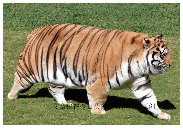 为何动物园不给老虎喂猪肉，吃猪肉有何危害？老虎尸体怎么处理？