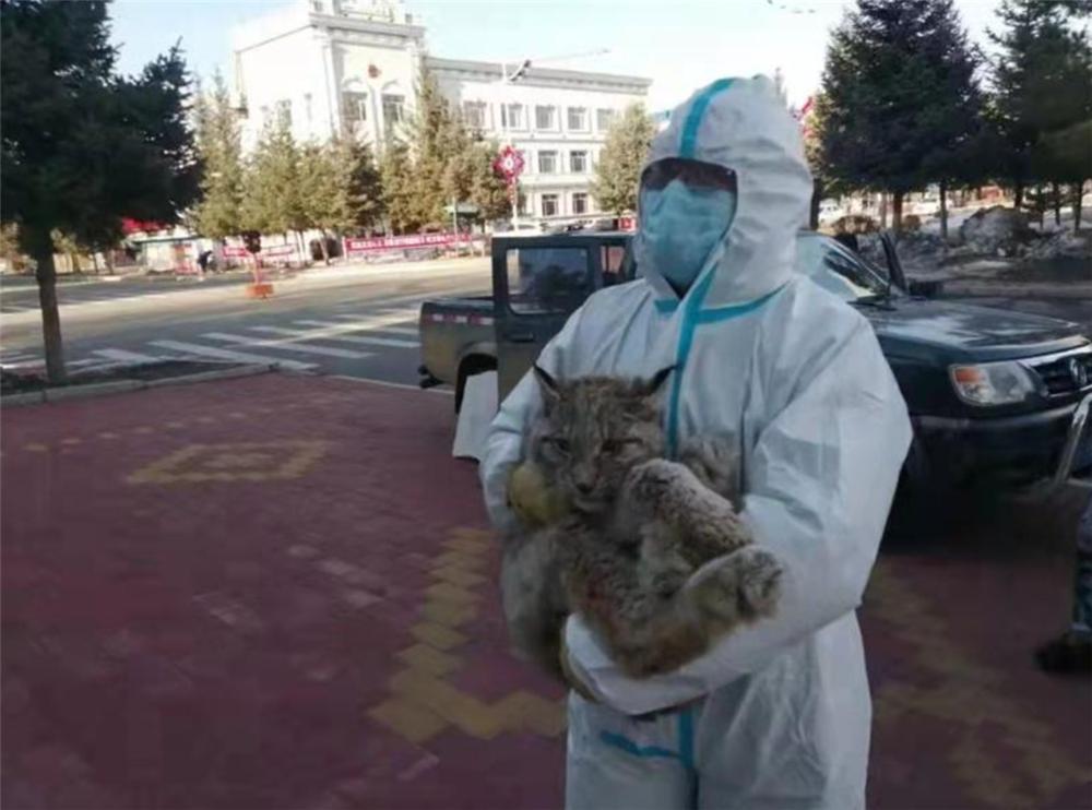 大兴安岭救助小猞猁,大兴安岭猞猁厕所求救