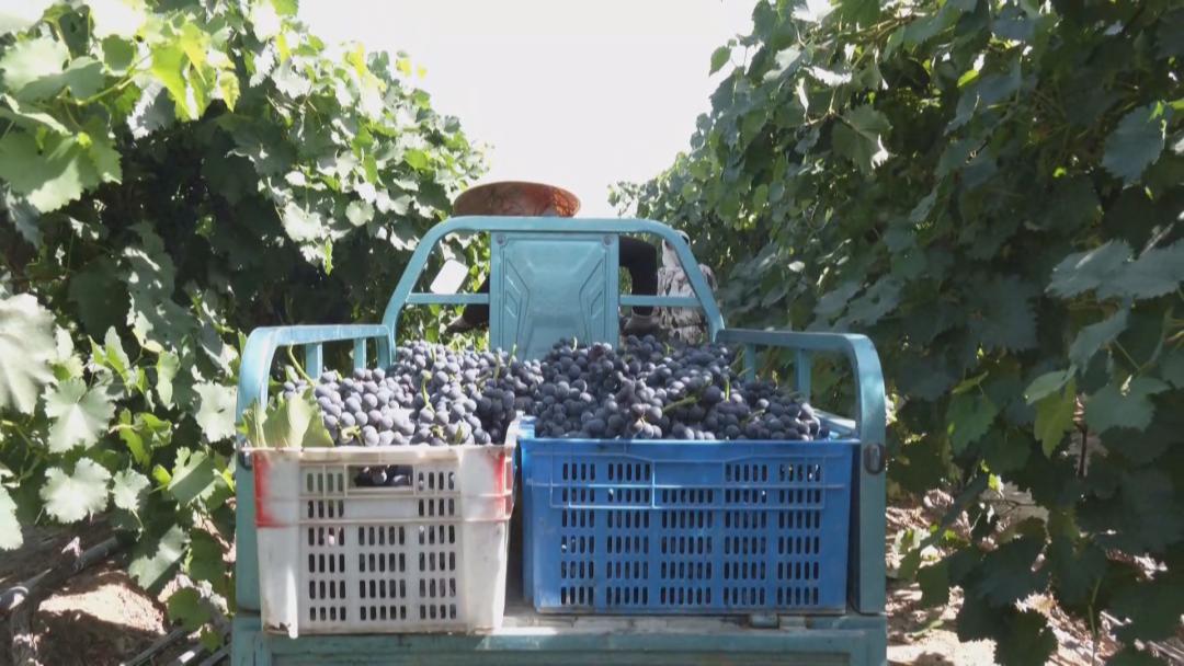 申杰醉打金枝,申杰升再创辉煌