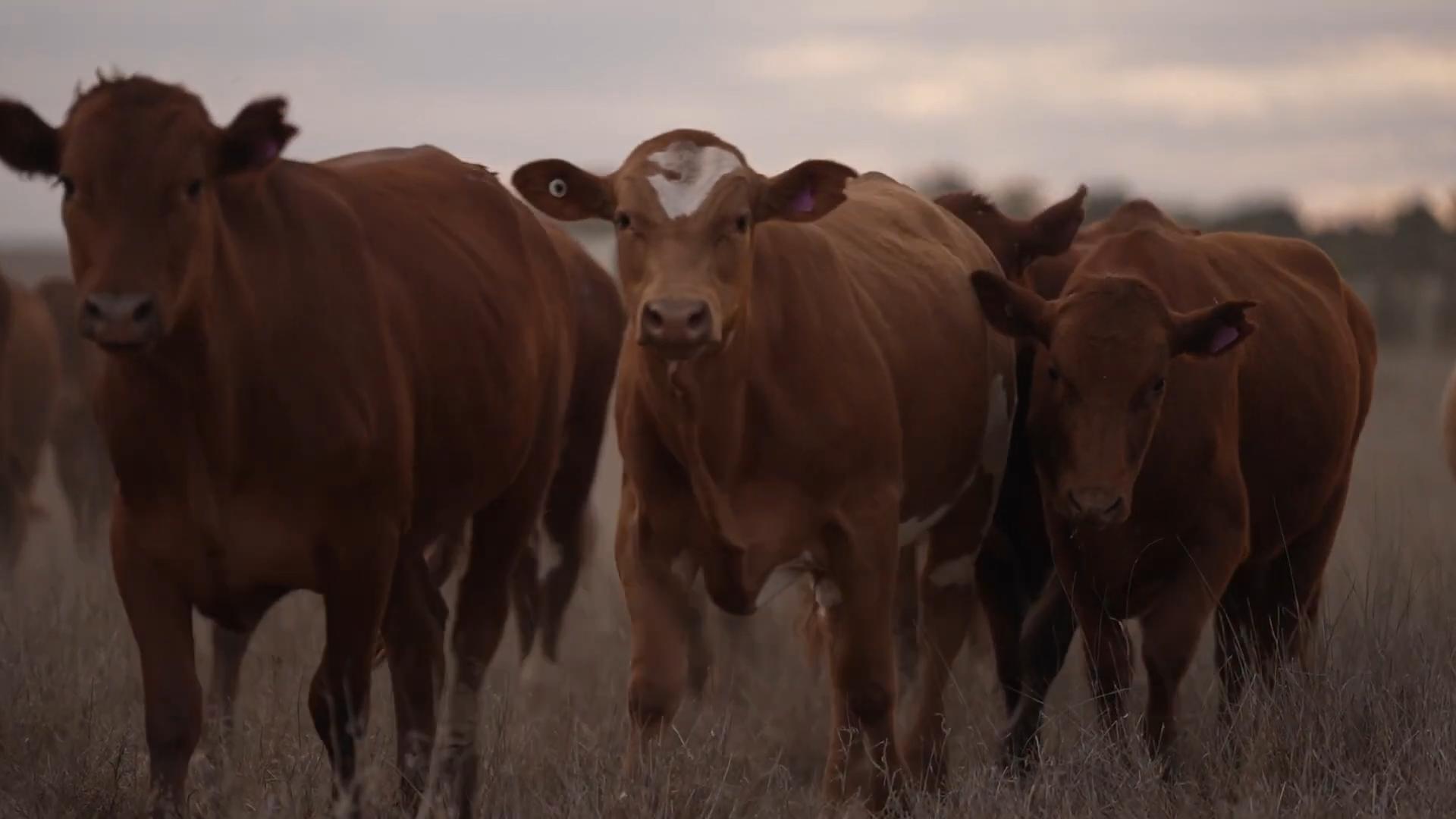 澳洲为什么进口屎壳郎,外国大量收购屎壳郎