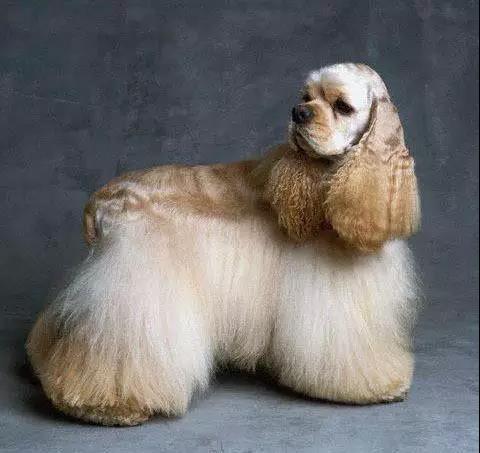 100多种名犬图片大全大图高清,100多种名犬图片大全大图