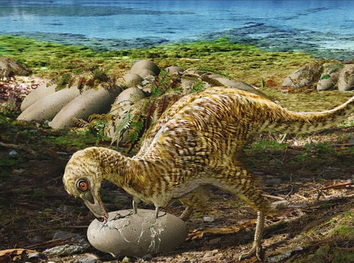 鸡的祖先是霸王龙？它为何每天都下蛋，细数鸡身上的“恐龙基因”